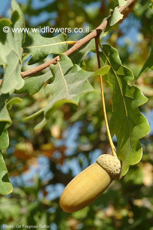 Quercus pedunculiflora